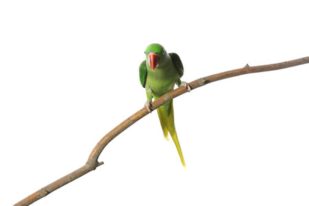 Beautiful Alexandrine Parakeet on tree branch against white backgroundの写真素材