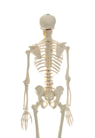 Artificial human skeleton model isolated on white