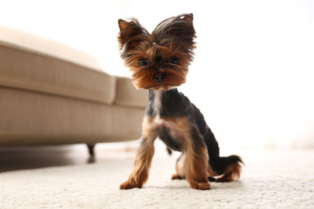 Cute Yorkshire terrier at home. Lovely dogの写真素材