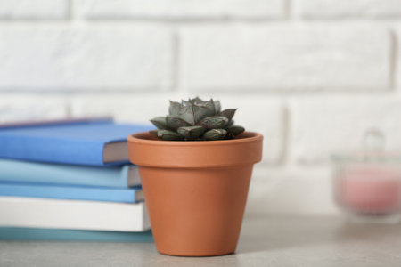 Beautiful succulent on gray stone table against brick wall. home plantの写真素材