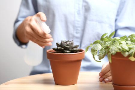 Woman spraying succulent with water at home, closeupの写真素材