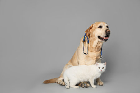 Cute Labrador dog with stethoscope as veterinarian and cat on gray background. Space for text