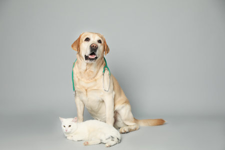Cute Labrador dog with stethoscope as veterinarian and cat on gray backgroundの写真素材