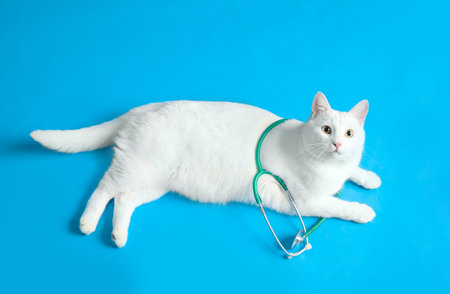 Cute cat with stethoscope as veterinarian on light blue background, above viewの写真素材