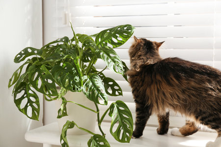 Adorable cat and houseplant on window sill at homeの写真素材
