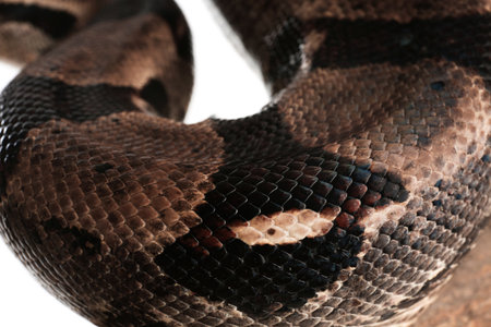 Close up view of brown boa constrictor. exotic snake