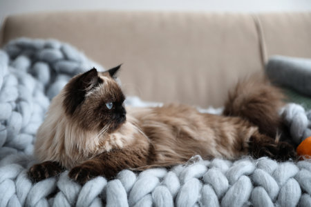 Cute Balinese cat on sofa at home. fluffy petの写真素材