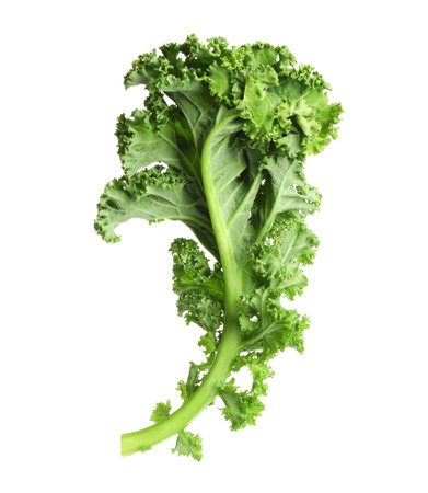 Fresh green kale leaf isolated on whiteの写真素材