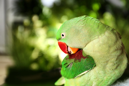 Beautiful Alexandrine Parakeet cleaning feathers on blurred background. Space for text