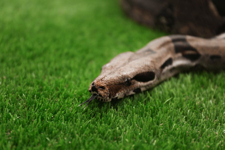 Brown boa constrictor on green grass outdoorsの写真素材