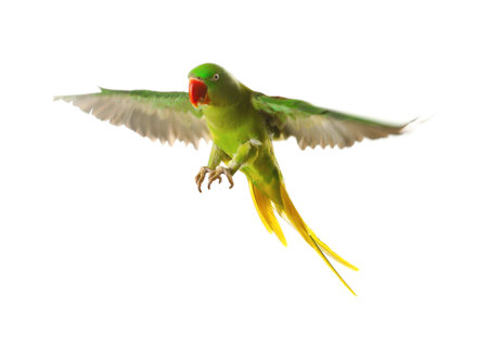 Beautiful Alexandrine parakeet flying isolated on white