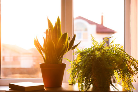 Potted plants and book on table at homeの写真素材