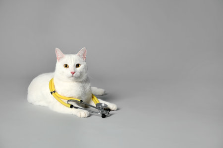 Cute cat with stethoscope as veterinarian on gray background. Space for textの写真素材