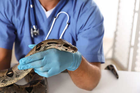 Male veterinarian examining boa constrictor in clinic, closeup