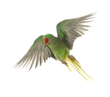 Beautiful Alexandrine parakeet flying isolated on white