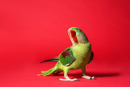 Beautiful green Alexandrine Parakeet on red backgroundの写真素材