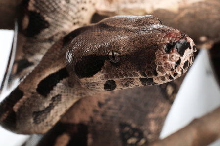 Brown boa constrictor on tree branch outdoors, closeupの写真素材