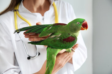Veterinarian examining Alexandrine parakeet in clinic, closeupの写真素材