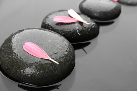 Spa stones with pink flower petals in water. Zen lifestyleの写真素材