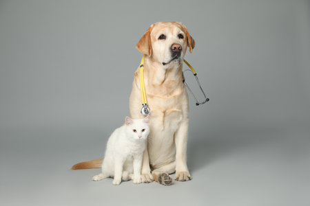Cute Labrador dog with stethoscope as veterinarian and cat on gray background