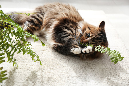 Adorable cat playing with houseplant on floor at homeの写真素材