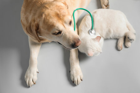 Cute Labrador dog with stethoscope as veterinarian and cat on gray background, above view