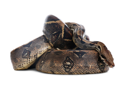 Brown boa constrictor on white background. exotic snake