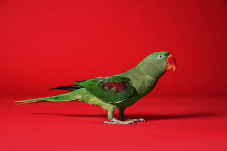 Beautiful green Alexandrine Parakeet on red backgroundの写真素材