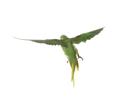 Beautiful Alexandrine parakeet flying isolated on white