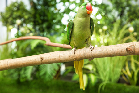Beautiful Alexandrine Parakeet on tree branch outdoorsの写真素材