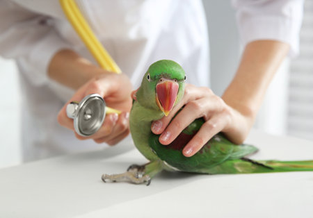 Veterinarian examining Alexandrine parakeet in clinic, closeupの写真素材