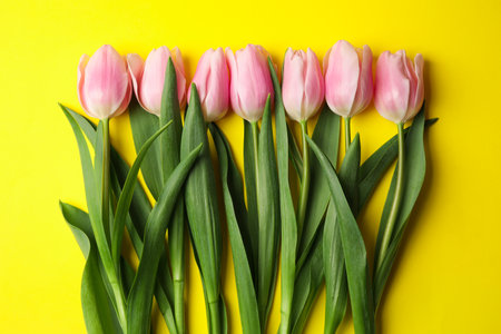 Beautiful pink spring tulips on yellow background, flat layの写真素材