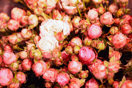 Beautiful fresh pink roses as background, closeup. floral decorの写真素材