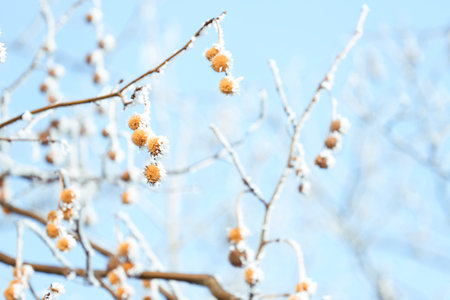Tree branches covered with hoarfrost against blue sky in early winter morning