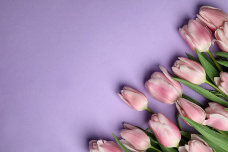 Beautiful pink spring tulips on lilac background, flat lay. Space for textの写真素材