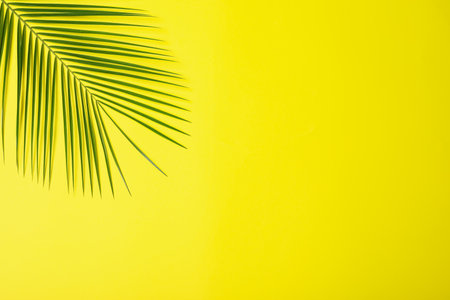 Beautiful lush tropical leaf on yellow background. Space for textの写真素材