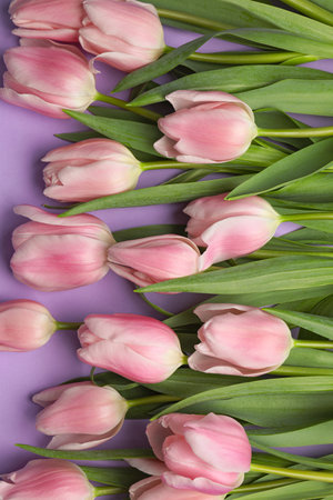 Beautiful pink spring tulips on lilac background, flat layの写真素材