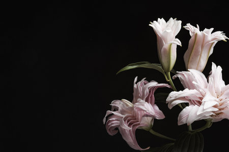 Beautiful fresh lily flowers on black background, space for text. Floral card design with dark vintage effectの写真素材