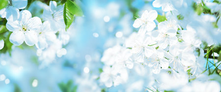 Beautiful cherry tree with tender flowers. Amazing spring blossom