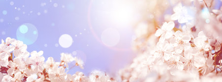 Beautiful cherry tree with tender flowers. Amazing spring blossom