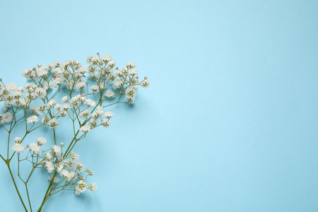 Beautiful gypsophila on light blue background, top view with space for text. floral decorの写真素材