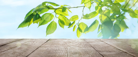 Wooden table and tree branch with green leaves on sunny day. spring time