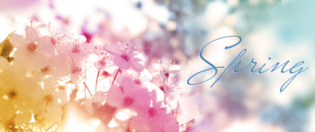 Beautiful blossoming cherry tree, closeup. hello springの写真素材