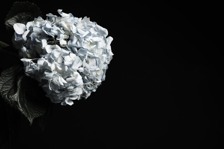 Beautiful hydrangea on black background, space for text. Floral card design with dark vintage effectの写真素材
