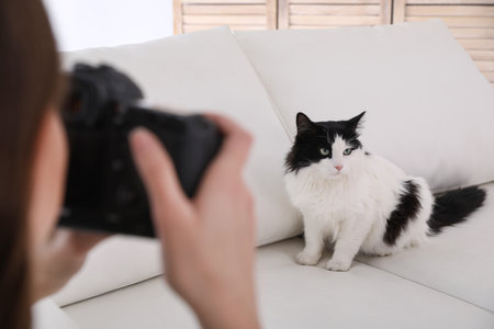 Professional animal photographer taking picture of beautiful cat at home, closeupの写真素材