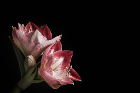 Beautiful fresh amaryllis on black background, space for text. Floral card design with dark vintage effectの写真素材