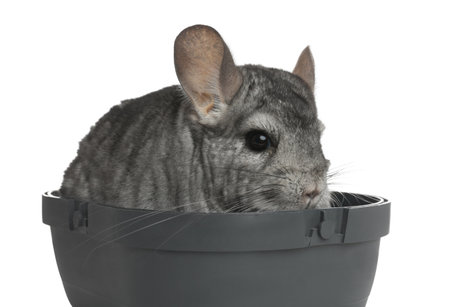 Cute gray chinchilla in box on white backgroundの写真素材