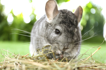 Cute funny gray chinchilla with hay on green grass, closeupの写真素材