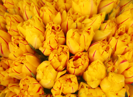 Fresh bright tulip flowers as background, top view. floral decorの写真素材