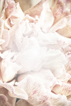 Beautiful delicate flower, closeup. Floral decor in vintage styleの写真素材